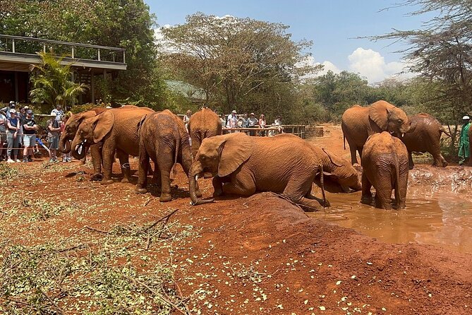 Baby elephants at David Sheldrick Elephant Orphanage
