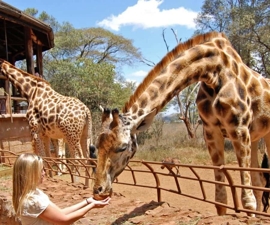 Karen & Langata Wildlife Experience